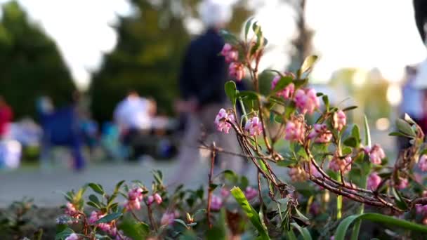 Pessoas fazendo um piquenique no parque, foco na flor — Vídeo de Stock