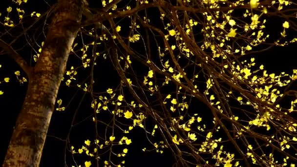 Plan nocturne de nouvelles pousses sur l'arbre au printemps — Video