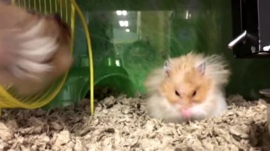 Komik fare tekerlek petsmart iç kafes içinde saklamak