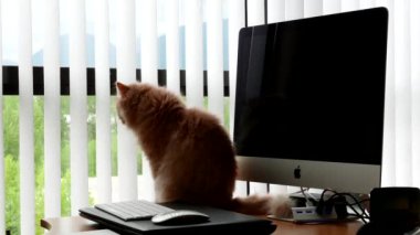 Farsça imac bilgisayar yanında masada oturan kedi