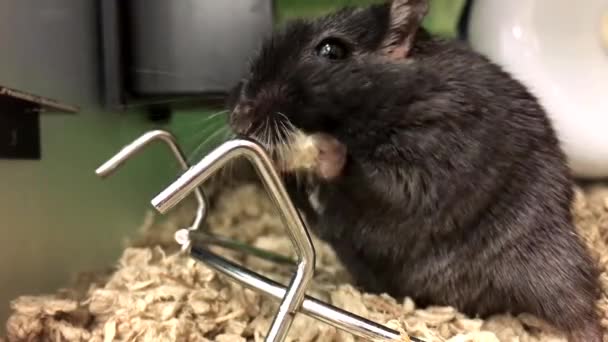 Funny mouse finding food to eat inside petsmart store — Stock Video