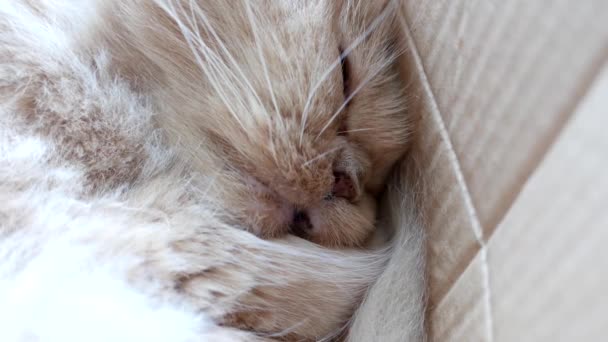 Macro persiano gatto dormire faccia dentro scatola — Video Stock