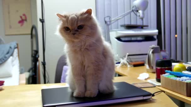 Gatto persiano seduto sul computer e guardare la TV — Video Stock