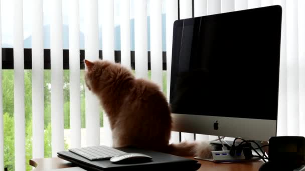 Chat persan assis sur la table à côté de l'ordinateur iMac — Video