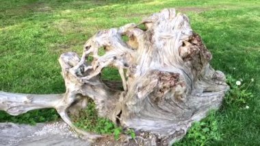 Kuru yaşlı ağaç dalları yerde kadeh kaydırmak