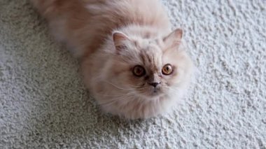 Farsça insanlar bakıyor ve yerde yatarken kedi