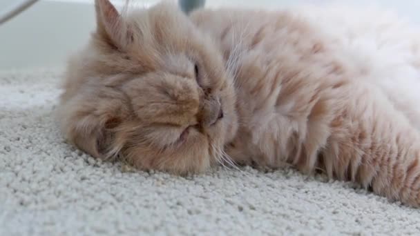 Angolo basso del gatto persiano addormentato sul pavimento — Video Stock