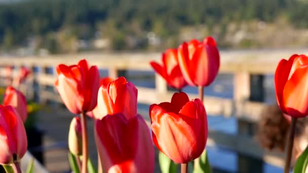 Close-up van tulip met mensen wandeling over de brug bij Rocky point park — Stockvideo