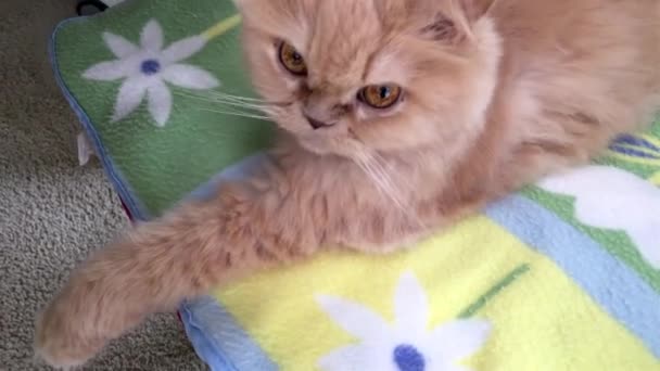 Mouvement du chat persan au lit — Video