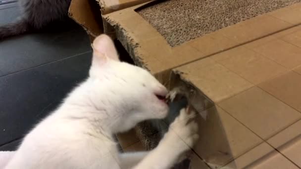 Видеозапись из наружного стекла во время игры котенка в зоомагазине — стоковое видео