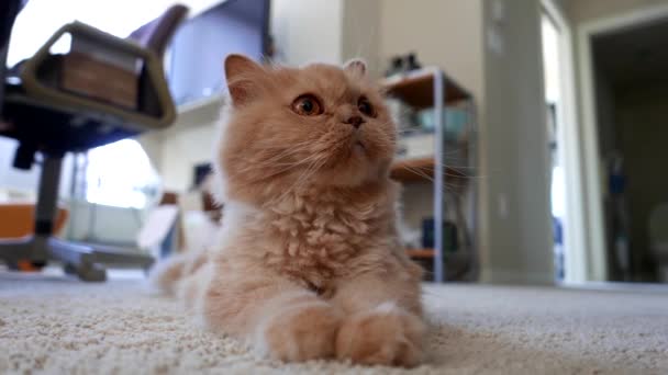 Движение персидской кошки лежать на полу — стоковое видео