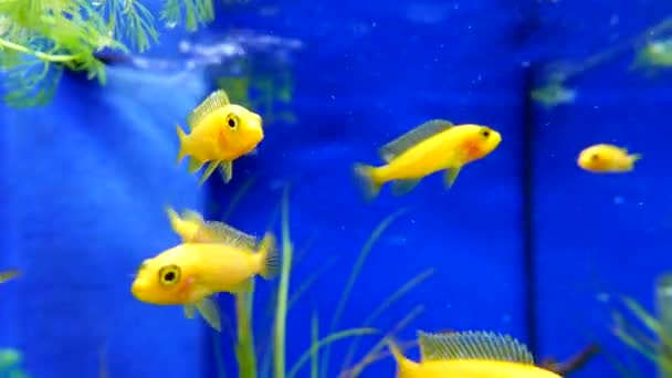 Moion de poissons d'aquarium nageant dans un aquarium d'eau douce — Video