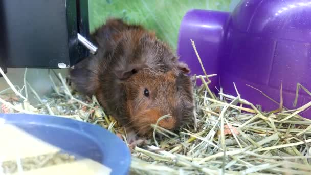 Grappige cavia eten in kooi binnen petsmart winkel — Stockvideo