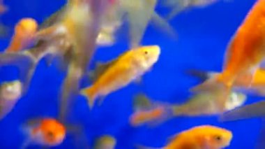 Slow Motion De Manger Nourriture Pour Poissons Rouges Et