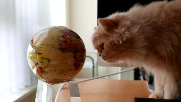 Neugierige Perserkatze riecht Globus auf Tisch — Stockvideo