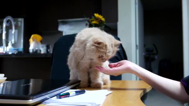 De cerca gato persa estrechando la mano con la gente en la mesa — Vídeos de Stock