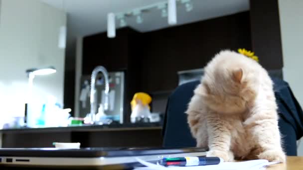 Lustige Art der Perserkatze, ihren Körper auf dem Tisch zu reinigen — Stockvideo