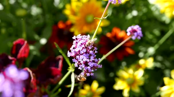 蜜蜂采集花粉上紫色的小花 — 图库视频影像