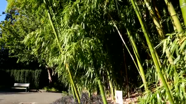 Bamboo In breeze on sunny day at Queen Elizabeth Park — Stock Video