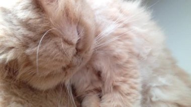 Makro Farsça yüz uyuyan kedi
