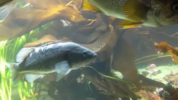 Movimiento de los peces bajo el agua dentro de la pecera — Vídeos de Stock