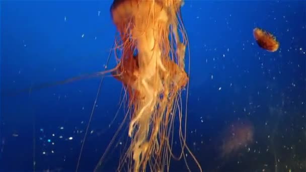 Оранжевые медузы в голубой воде океана — стоковое видео