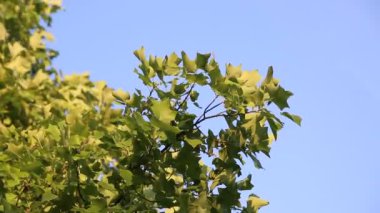 Mavi gökyüzü güneş ışığı ile ağaç yaprağı