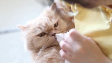 yakın çekim kadın kedi gözleri temizlik