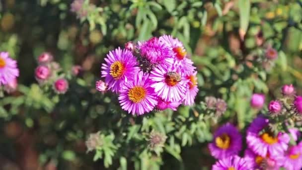 マクロ ピンク花とミツバチ — ストック動画