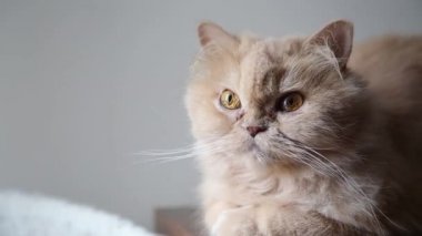 Farsça grubu oynayan kedi