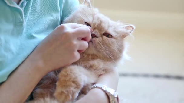 Szczegół kobieta czyszczenie oczu kota — Wideo stockowe
