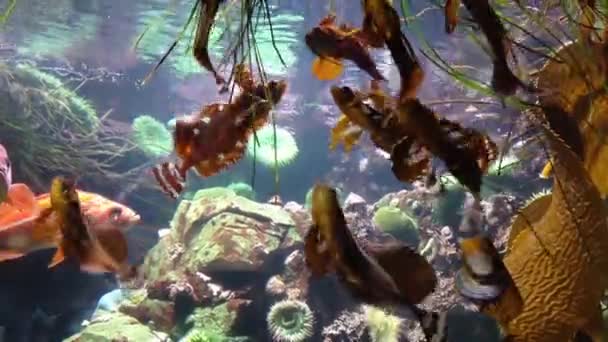 Akvaryum içinde su altında balık — Stok video