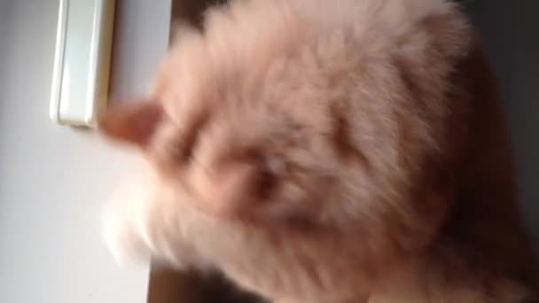 Persian cat cleaning her face. — Stock Video