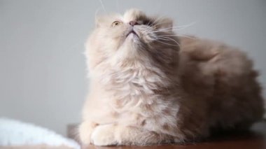 Farsça grubu oynayan kedi