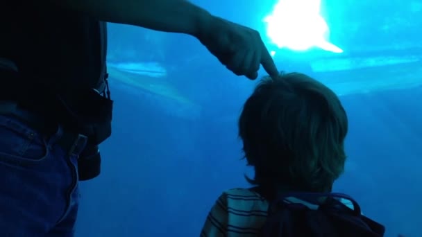 Silhouette of child watching beluga at the Vancouver Aquarium. — Stock Video