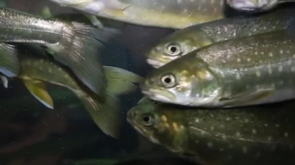 Форель под водой внутри аквариума — стоковое видео