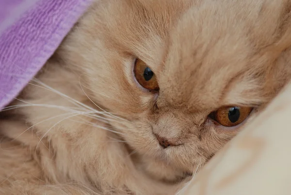 Спящая персидская кошка — стоковое фото