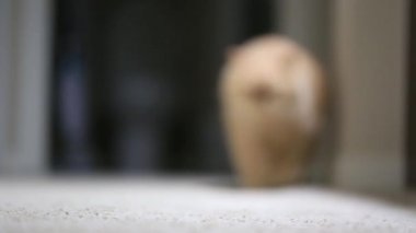 Ağır çekim kamera önünde yürüyen kedi