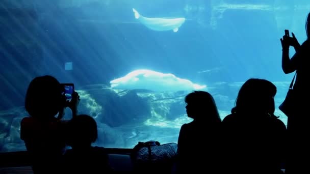 Силуэт людей, смотрящих и записывающих белугу в аквариуме Ванкувера . — стоковое видео