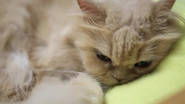 Visage de chat Macro persan 