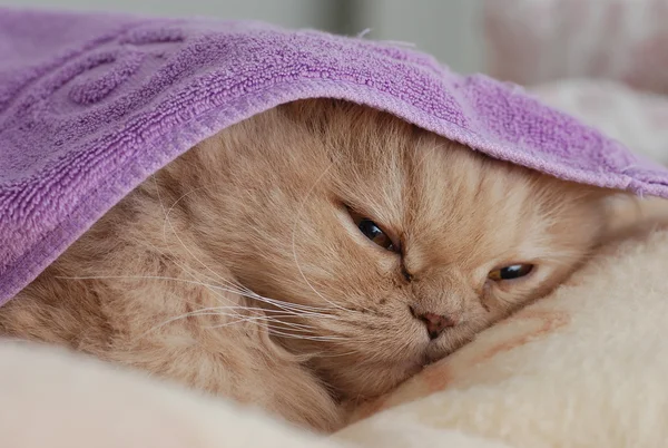 睡觉的波斯猫 — 图库照片