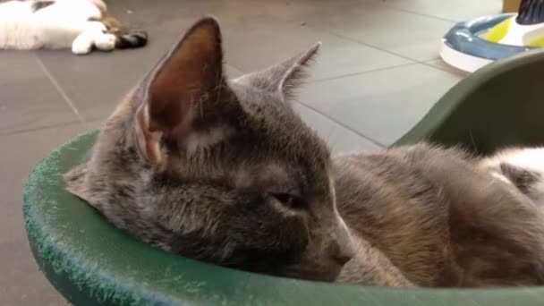 Закрой спящую кошку — стоковое видео