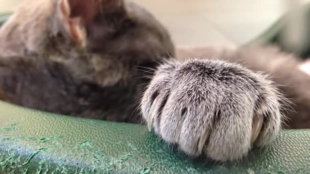 Durmiendo gato y cerrando su palma — Vídeo de stock