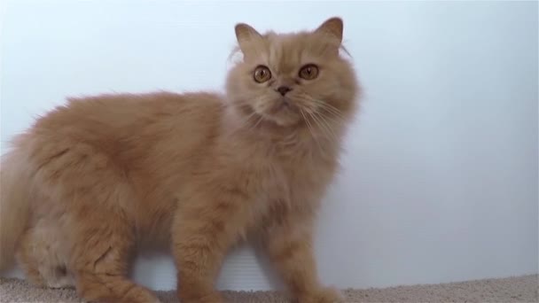 ペルシャ猫はジャンプ アップを閉じる — ストック動画