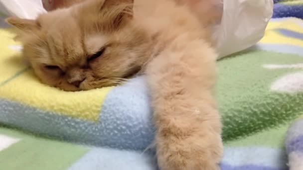 Macro gatto persiano addormentato — Video Stock