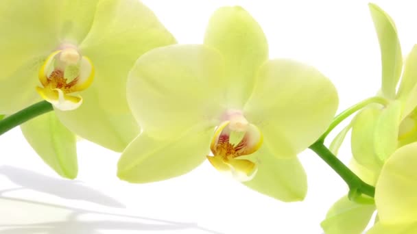 Branche d'orchidée verte sur blanc avec ombre — Video