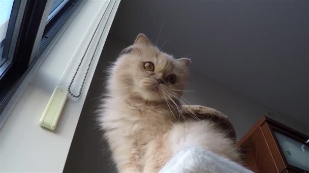 Persian cat playing with people — Stock Video