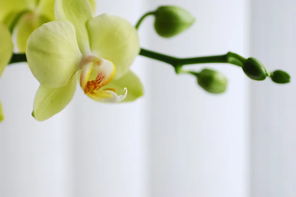 Закрыть зелёную орхидею — стоковое фото