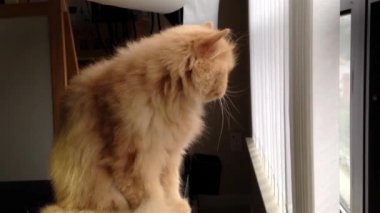 Farsça kedi dışarıdan izliyor