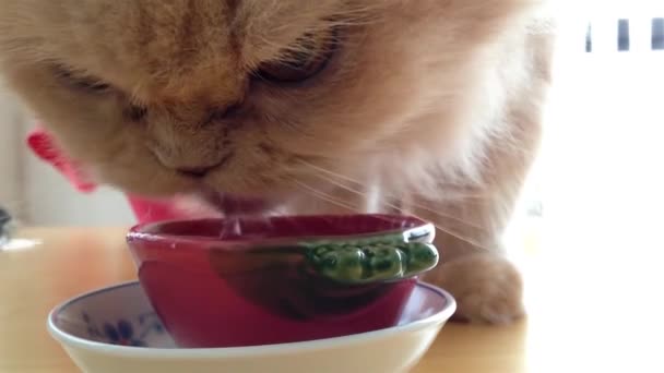 Macro persian cat drinking water — Stock Video